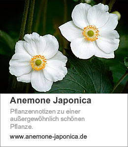 Link anemone-japonica.de