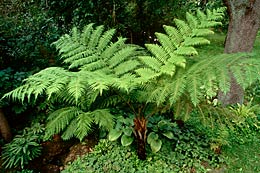 Cyathea cooperi