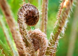 Cyathea cooperi