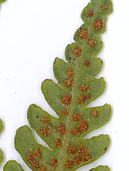 Cyathea cooperi