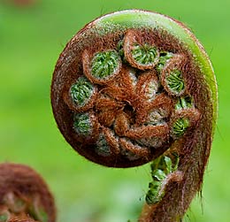 Dicksonia antactica Blatt beim Austrieb