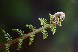 Dicksonia antactica Blatt beim Austrieb