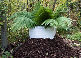 Winterschutz Dicksonia antarctica